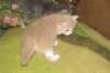 davetgremevalkeatiikeritaiclassictaddypoikadavetboyetigerclassictabbywithwhite16_small.jpg