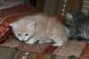 davetgremevalkeatiikeritaiclassictaddypoikadavetboyetigerclassictabbywithwhite2_small.jpg