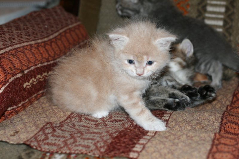 davetgremevalkeatiikeritaiclassictaddypoikadavetboyetigerclassictabbywithwhite3.jpg