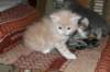 davetgremevalkeatiikeritaiclassictaddypoikadavetboyetigerclassictabbywithwhite3_small.jpg