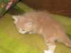 davetgremevalkeatiikeritaiclassictaddypoikadavetboyetigerclassictabbywithwhite5_small.jpg
