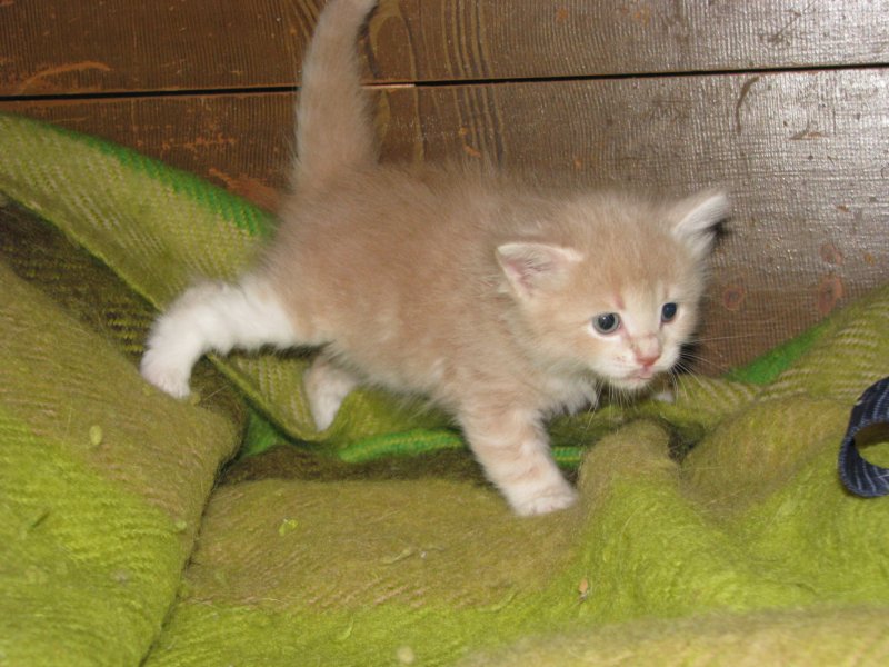 davetgremevalkeatiikeritaiclassictaddypoikadavetboyetigerclassictabbywithwhite6.jpg