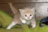 davetgremevalkeatiikeritaiclassictaddypoikadavetboyetigerclassictabbywithwhite8_small.jpg