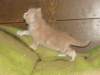 davetgremevalkeatiikeritaiclassictaddypoikadavetboyetigerclassictabbywithwhite9_small.jpg