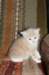 davetgremevalkeatiikeritaiclassictaddypoikadavetboyetigerclassictabbywithwhite_small.jpg