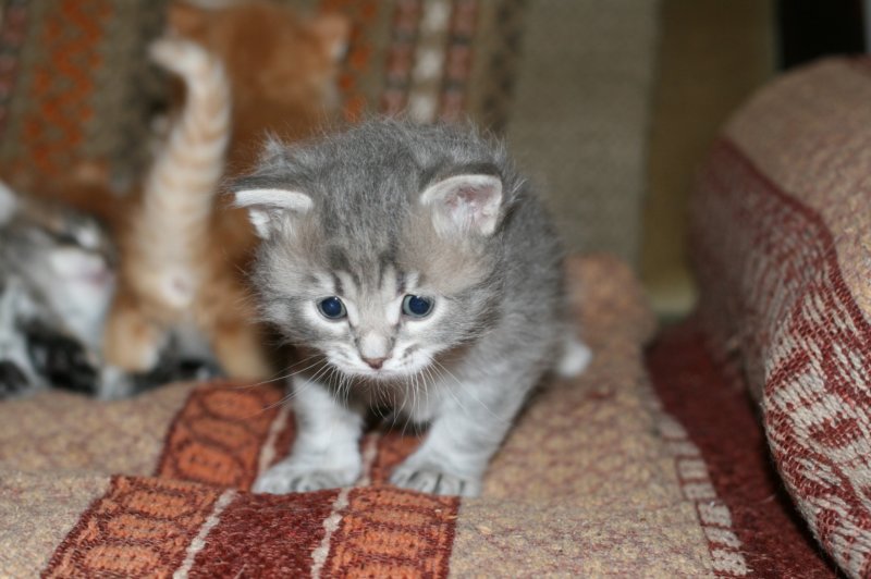 donationsinitiikeripoikadonationbluetigerboy.jpg