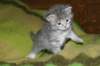 donationsinitiikeripoikadonationbluetigerboy10_small.jpg