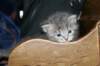 donationsinitiikeripoikadonationbluetigerboy11_small.jpg