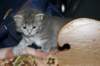 donationsinitiikeripoikadonationbluetigerboy12_small.jpg