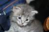 donationsinitiikeripoikadonationbluetigerboy13_small.jpg