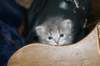 donationsinitiikeripoikadonationbluetigerboy14_small.jpg