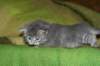 donationsinitiikeripoikadonationbluetigerboy15_small.jpg