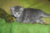 donationsinitiikeripoikadonationbluetigerboy16_small.jpg