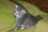 donationsinitiikeripoikadonationbluetigerboy2_small.jpg