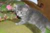 donationsinitiikeripoikadonationbluetigerboy3_small.jpg