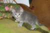 donationsinitiikeripoikadonationbluetigerboy4_small.jpg