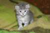 donationsinitiikeripoikadonationbluetigerboy5_small.jpg