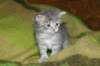 donationsinitiikeripoikadonationbluetigerboy6_small.jpg