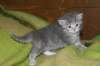 donationsinitiikeripoikadonationbluetigerboy7_small.jpg