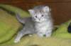 donationsinitiikeripoikadonationbluetigerboy8_small.jpg