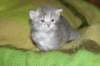 donationsinitiikeripoikadonationbluetigerboy9_small.jpg