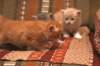 redtigergirldalianaandtheboysdonationanddavet_small.jpg