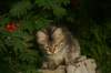 img_7381_small.jpg