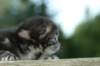 koorestwoweeks14_small.jpg