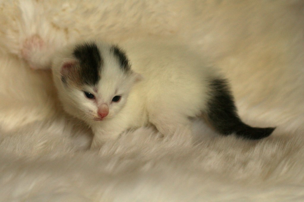 dalmisimg_7950.jpg