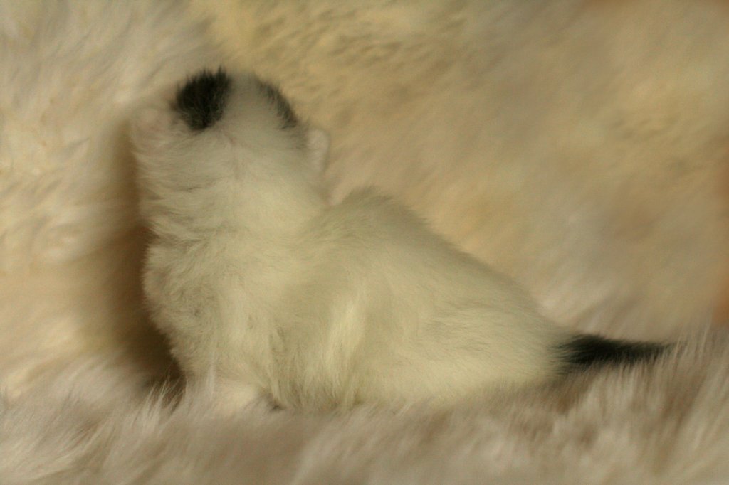 dalmisimg_7971.jpg