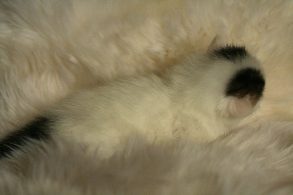 dalmisimg_7991.jpg