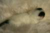 dalmisimg_7991_small.jpg
