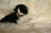 laikkuimg_8125_small.jpg