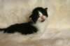 laikkuimg_8150_small.jpg