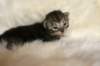 tikruimg_8208_small.jpg