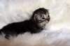 tikruimg_8209_small.jpg