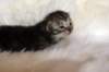 tikruimg_8258_small.jpg