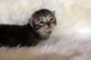 tikruimg_8259_small.jpg