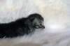 tikruimg_8265_small.jpg