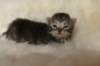 tikruimg_8268_small.jpg