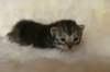 tikruimg_8269_small.jpg