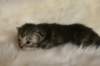 tikruimg_8278_small.jpg