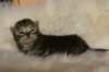tikruimg_8307_small.jpg