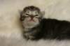 tikruimg_8333_small.jpg