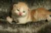 toffeeimg_7867_small.jpg