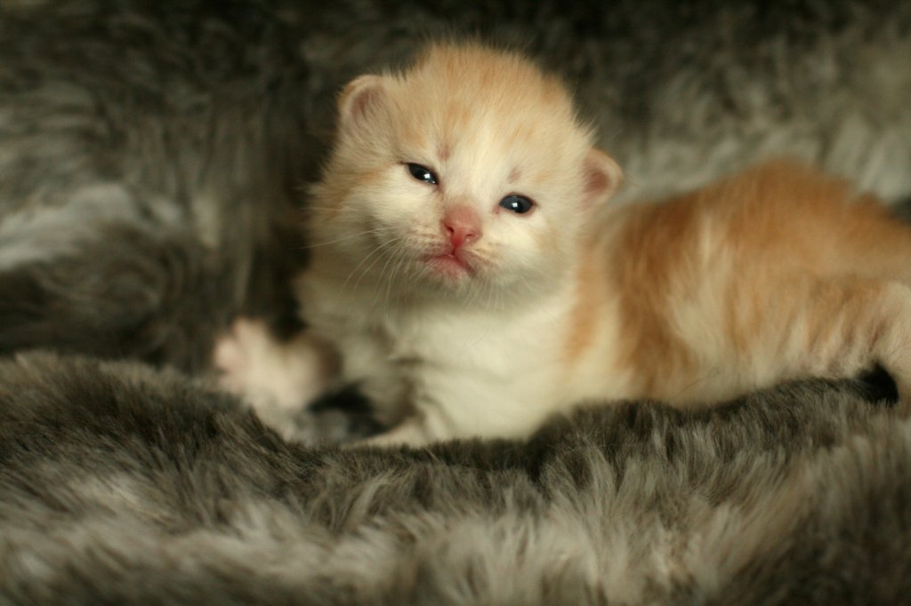 toffeeimg_7869.jpg