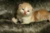 toffeeimg_7869_small.jpg