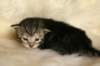 viiruimg_7740_small.jpg