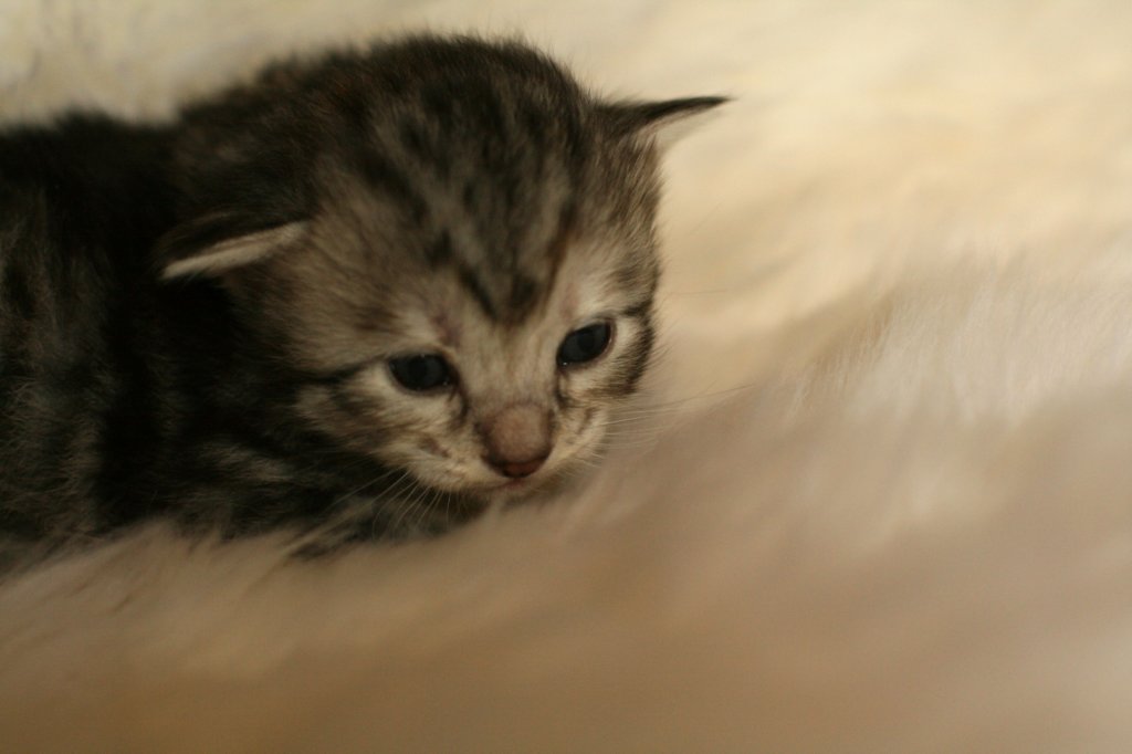 viiruimg_7747.jpg