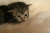 viiruimg_7747_small.jpg
